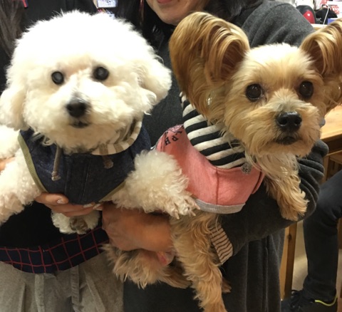 【今日の里帰りワンコ🐶チワワのリリ君💕、トイプードルのはくび💕＆ヨーキーのリリ💕、チワワのももちゃん💕】Ｎｏ３